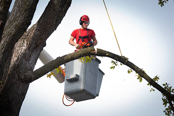 Tree Branch Trimming in Portola Valley, CA